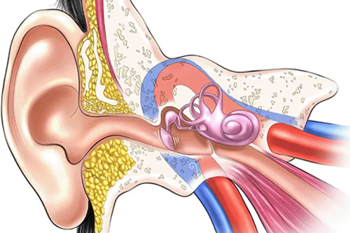 Tinnitus (Ringing in the Ears) Management
